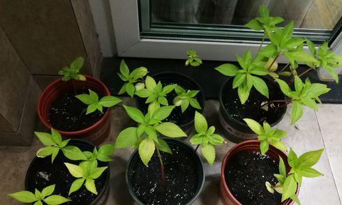 凤仙花播种的最佳时间是什么时候？如何确保高成活率？