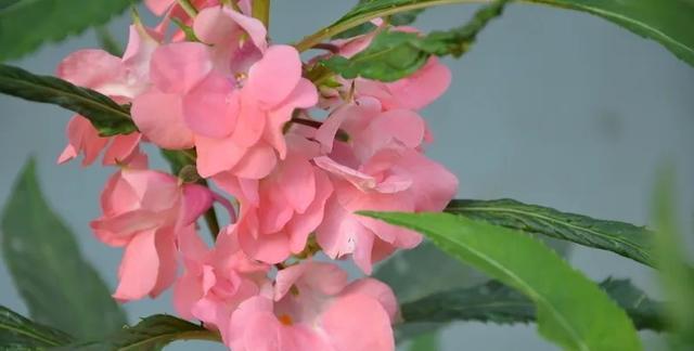 凤仙花的生长环境条件是什么？它有哪些独特生长特点？