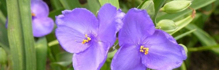 什么花代表解脱的花语？如何用花卉表达释放情感？