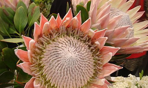 什么花象征金榜题名？揭秘寓意成功的花卉有哪些？