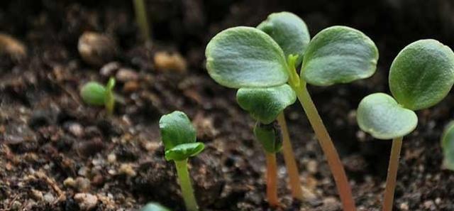 凤仙花施肥指南：什么肥料最适合？如何正确施肥？
