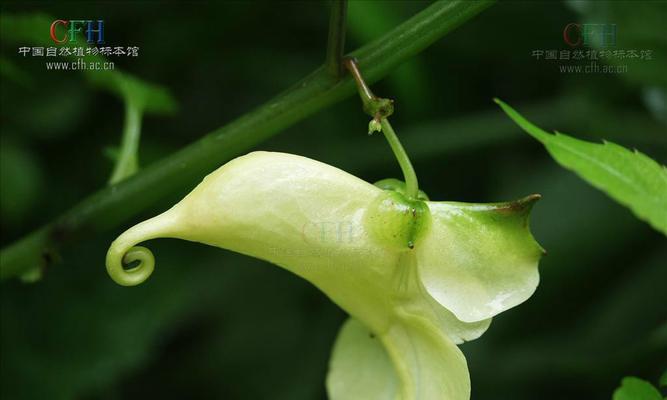 凤仙花属于草本植物吗？木本植物的特点是什么？