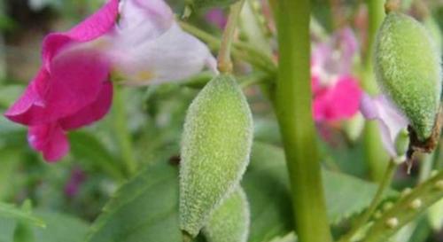 凤仙花是单性花还是双性花？如何区分凤仙花的性别特征？