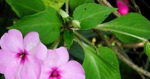 凤仙花是单性花还是双性花？如何区分凤仙花的性别特征？