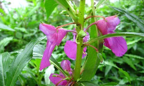 凤仙花是单性花还是双性花？如何区分凤仙花的性别特征？