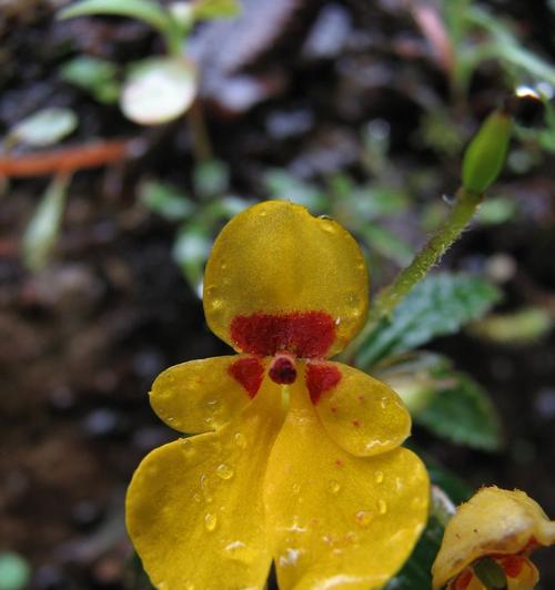 凤仙花是单性花吗？如何辨别凤仙花的性别特征？