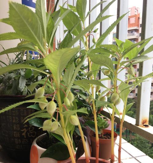 凤仙花是几年生植物？如何正确种植和养护？