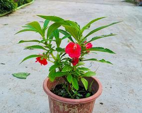 凤仙花是几年生植物？如何正确种植和养护？