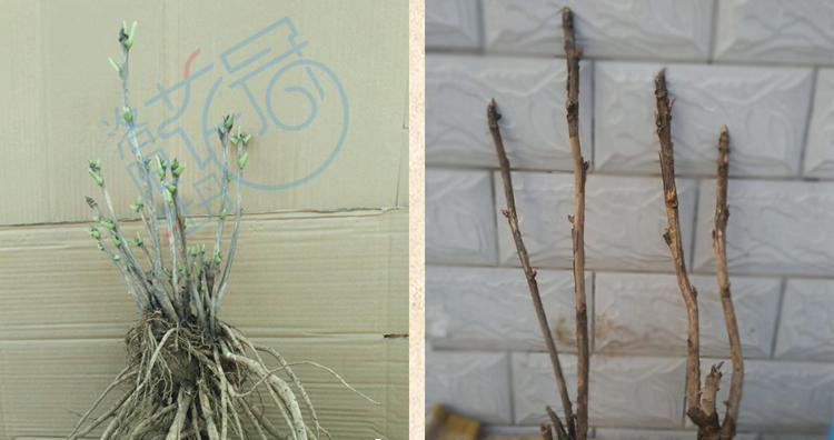 凤仙花的根系是什么样的？了解其根系特点有助于种植吗？