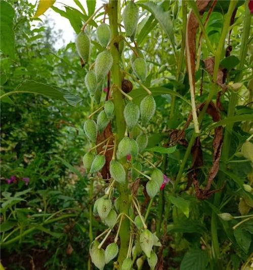 凤仙花的根系是什么样的？了解其根系特点有助于种植吗？
