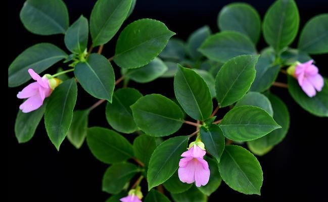 凤仙花属于一年生植物吗？种植凤仙花有哪些注意事项？