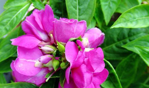凤仙花授粉方式有哪些？自花授粉是真的吗？