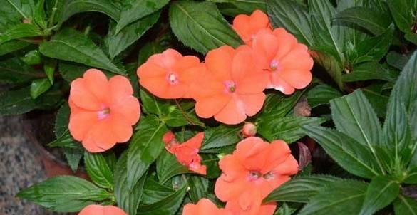 凤仙花授粉方式有哪些？自花授粉是真的吗？