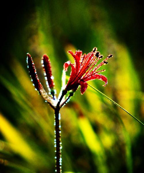 什么花象征绝望？花语中代表绝望的花卉有哪些？