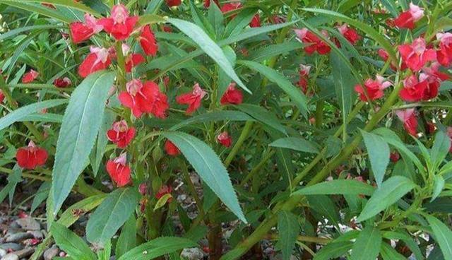 凤仙花适合什么季节种植？种植时间和方法是什么？