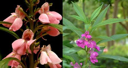 凤仙花属于什么植物类型？凤仙花的分类和特性是什么？