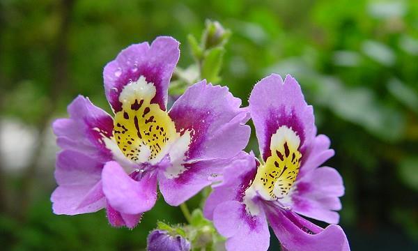 什么花代表开心？花语中开心的花有哪些？