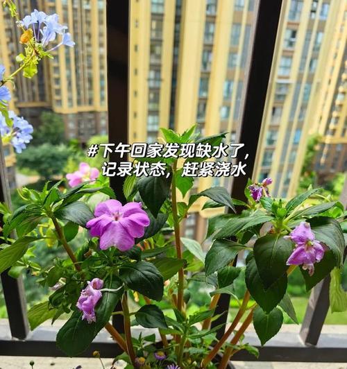 凤仙花水浇多了怎么办？如何正确浇水保健康？