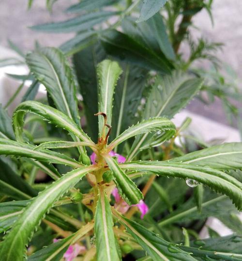 凤仙花水浇多了怎么办？如何正确浇水保健康？