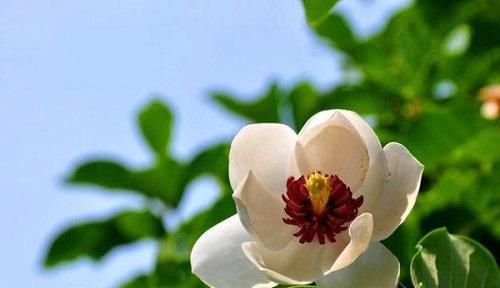 什么花代表可爱善良？揭秘花语背后的含义？
