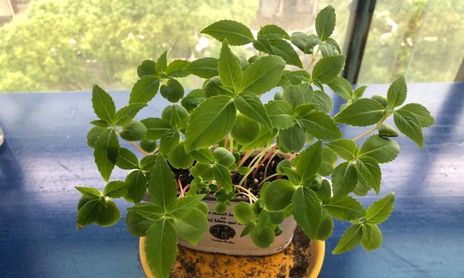 凤仙花需要每天浇水吗？如何正确给凤仙花浇水？