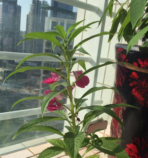 凤仙花需要每天浇水吗？如何正确给凤仙花浇水？