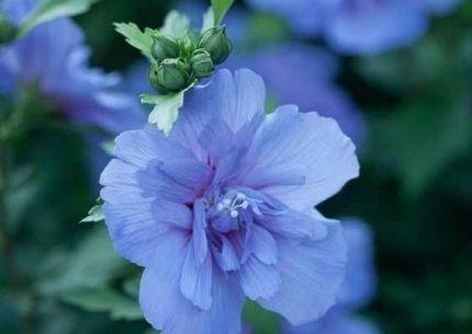 什么花代表宽恕？揭秘具有宽恕意义的花卉花语是什么？