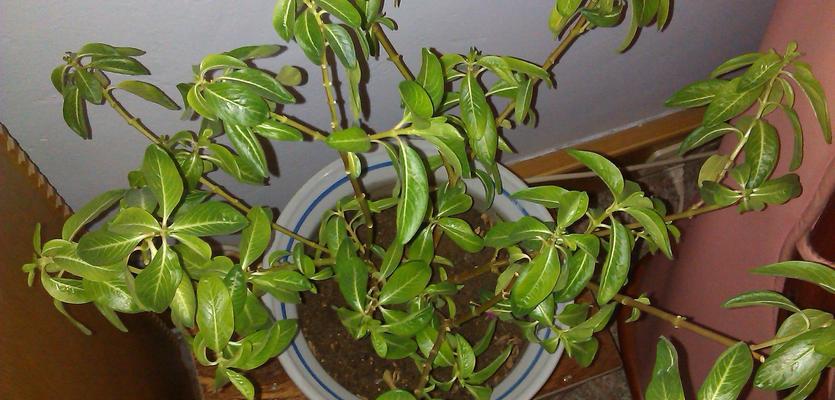 凤仙花叶子蔫了怎么办？如何快速恢复植物活力？