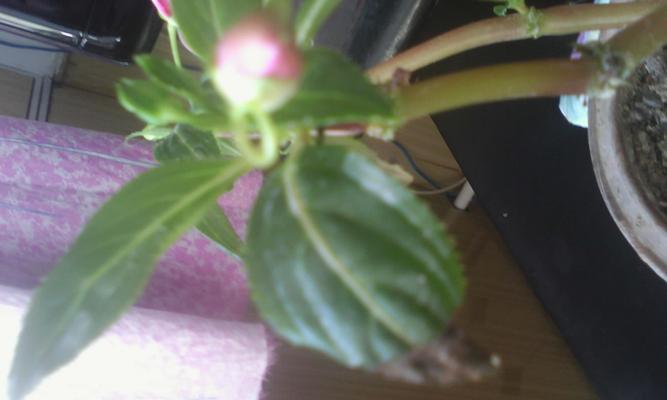 凤仙花叶子蔫了怎么办？如何快速恢复植物活力？