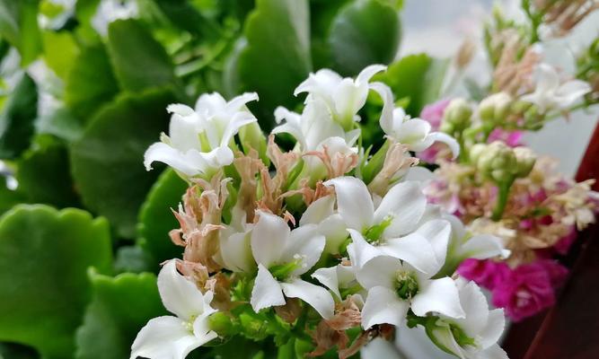 什么花代表乐观？花语中乐观的花朵有哪些？