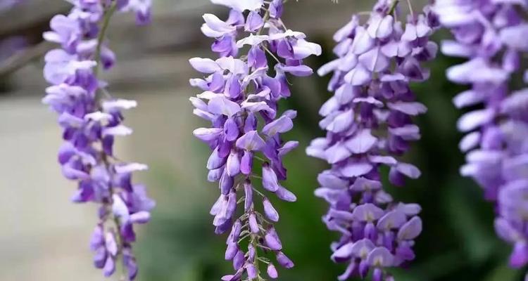 什么花代表冷漠的花语？揭秘花语背后的含义是什么？