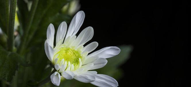 什么花代表离别？花语中离别的花有哪些？