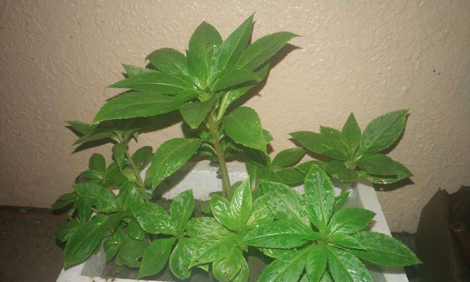 凤仙花一盆种几株最合适？种植密度对生长有影响吗？