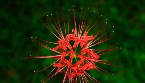 什么花代表离别的爱情？花语中离别之花有哪些？