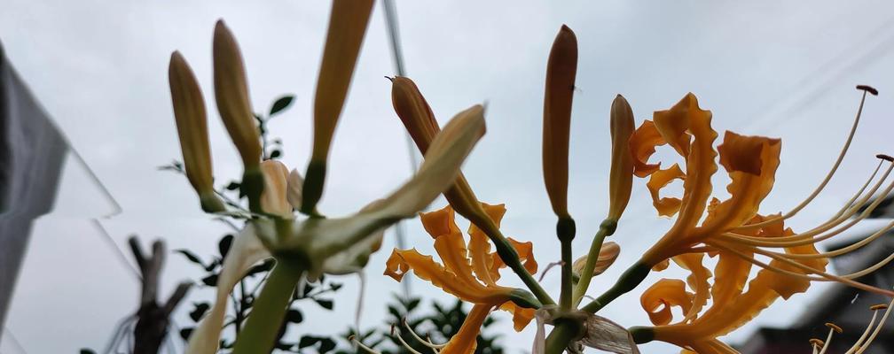 什么花代表离别的爱情？花语中离别之花有哪些？