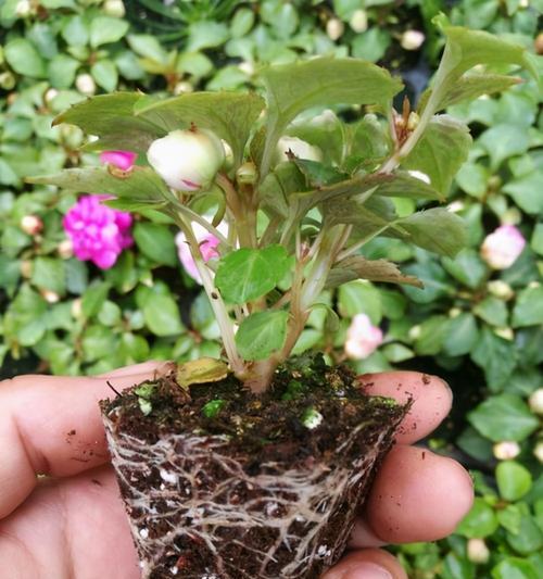 凤仙花一盆种几株最合适？种植密度对生长有影响吗？