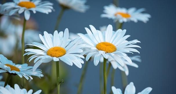 什么花代表离开的花语？了解告别之花的含义是什么？