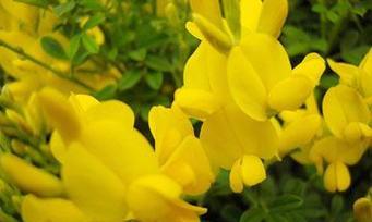 什么花代表理解？花语中理解的含义是什么？