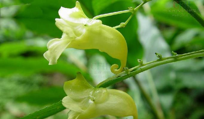 凤仙花有香味吗？如何辨别凤仙花的香气特征？