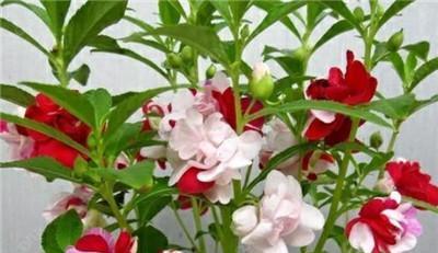 凤仙花繁殖方法有哪些？繁殖过程中需要注意什么？