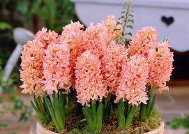 什么花的花语代表侮辱？了解这些花卉的含义有助于避免误会