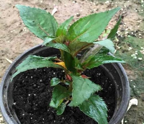 凤仙花繁殖方法有哪些？繁殖过程中需要注意什么？