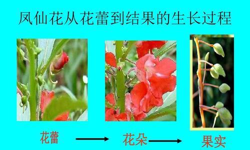 凤仙花冬季如何安全过冬？养殖要点有哪些？