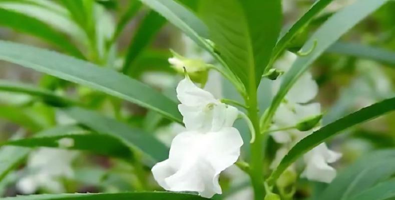 凤仙花留种子的方法是什么？如何确保种子质量高？