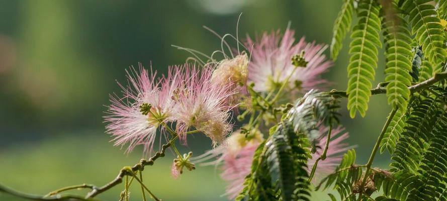 什么花的花语代表着梦境？揭秘梦境花语背后的含义？