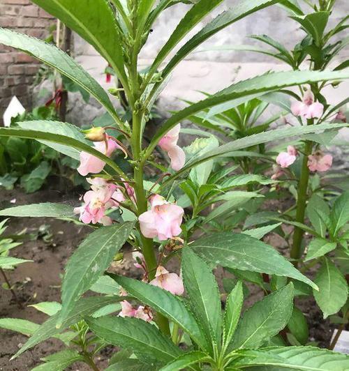 凤仙花修剪方法是什么？如何正确修剪凤仙花以促进生长？