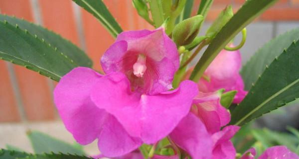 凤仙花不开花怎么办？掌握这些养护技巧轻松解决