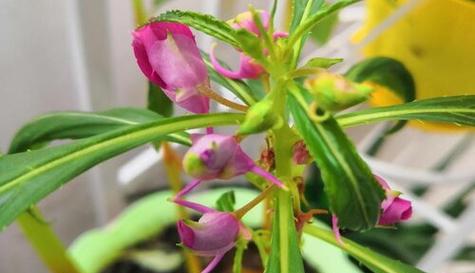 凤仙花不开花怎么办？掌握这些养护技巧轻松解决