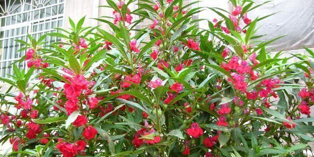 凤仙花不开花怎么办？掌握这些养护技巧轻松解决