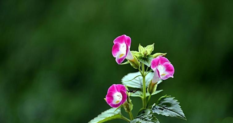 什么花代表迷茫？花语中表达迷茫情感的花卉有哪些？
